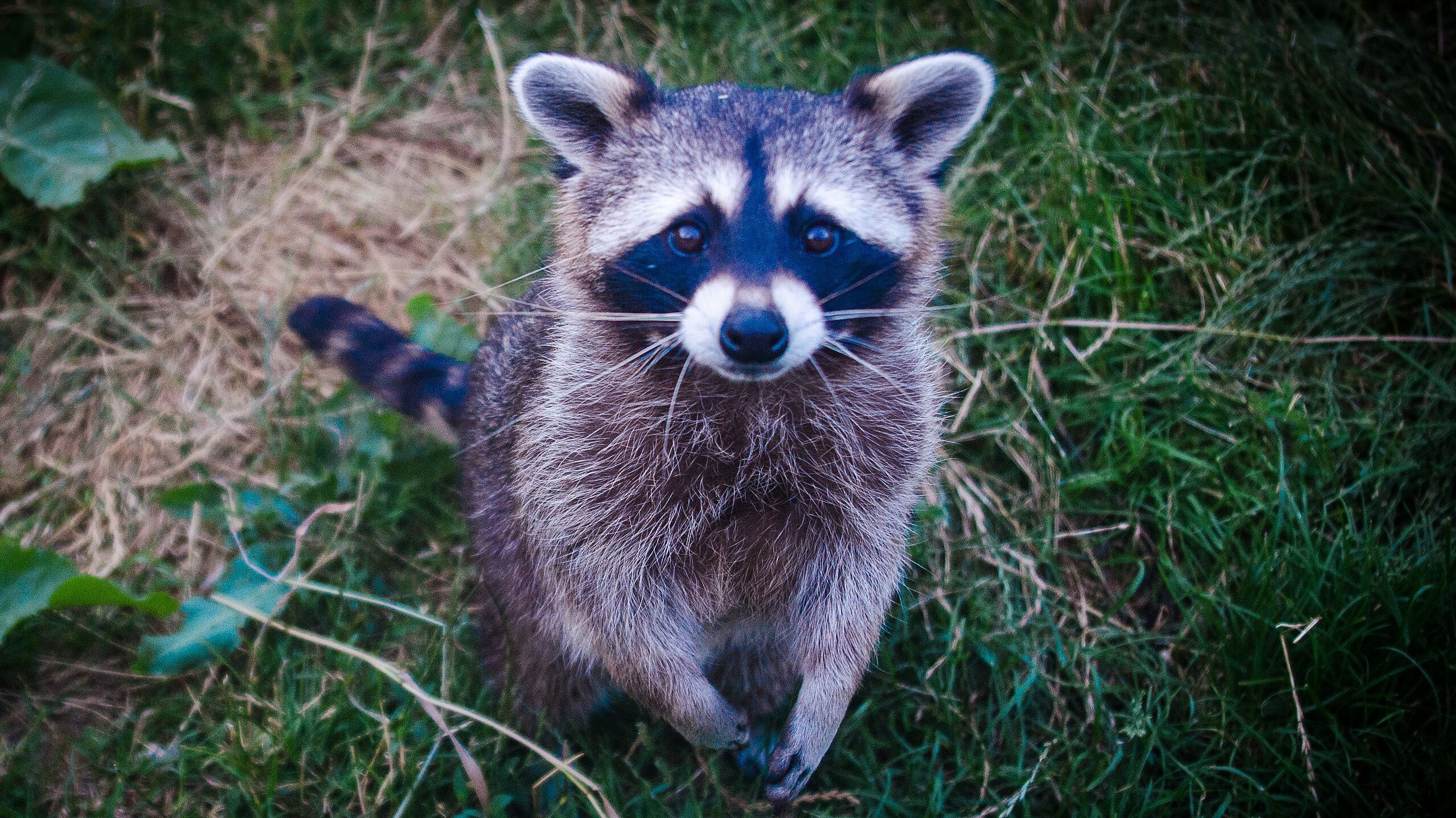 Mapache Atora su Cabeza en Frasco; Policías lo Liberan | N+