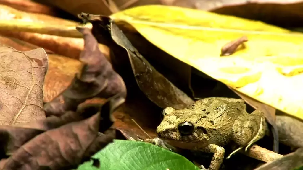 México, el Segundo Lugar en América en Extinción de Anfibios