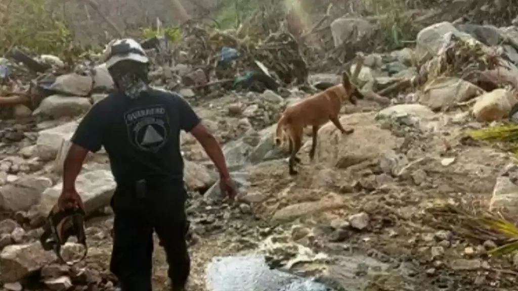 Encuentran 60 Cadáveres de Perritos por Huracán Otis en Acapulco
