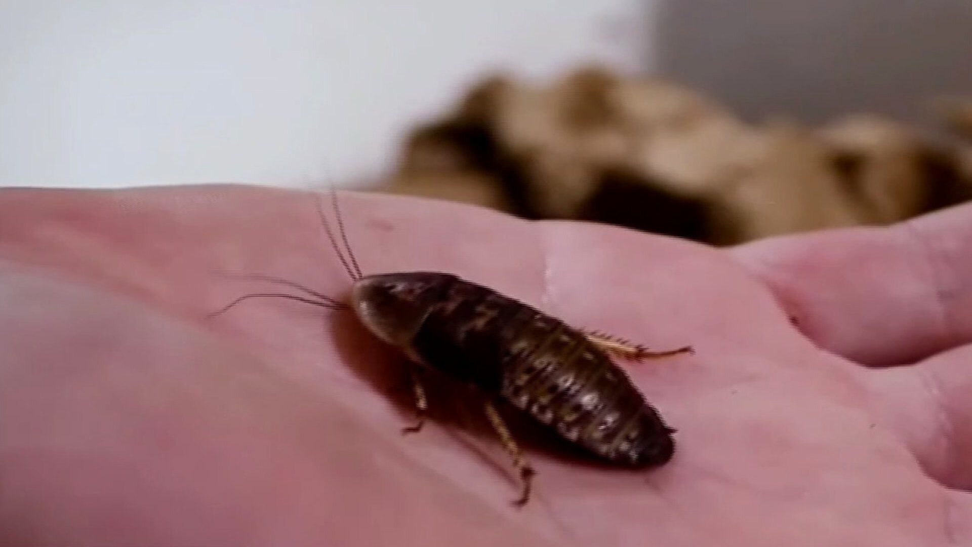 Foto: Ponen Nombre a Cucarachas en San Valentin