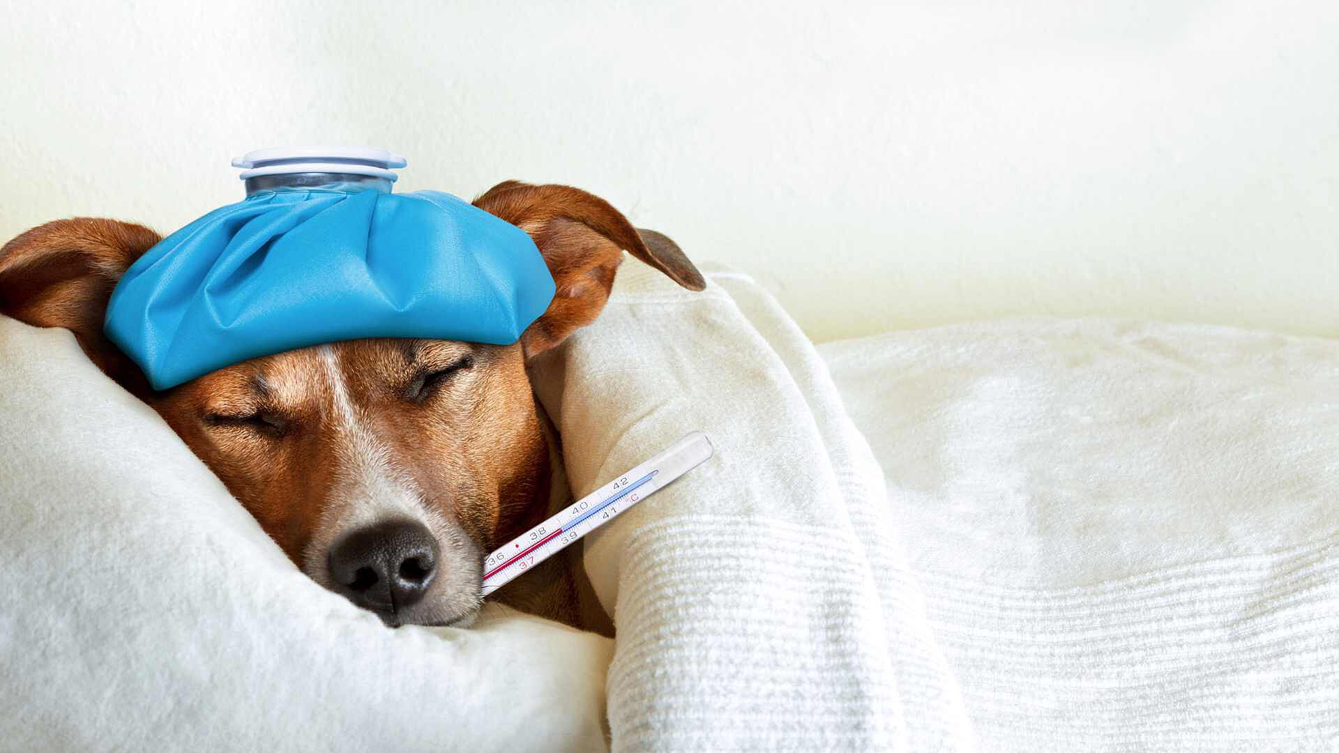 Alertan por Supuesta Enfermedad Respiratoria Desconocida que Afecta a Perros