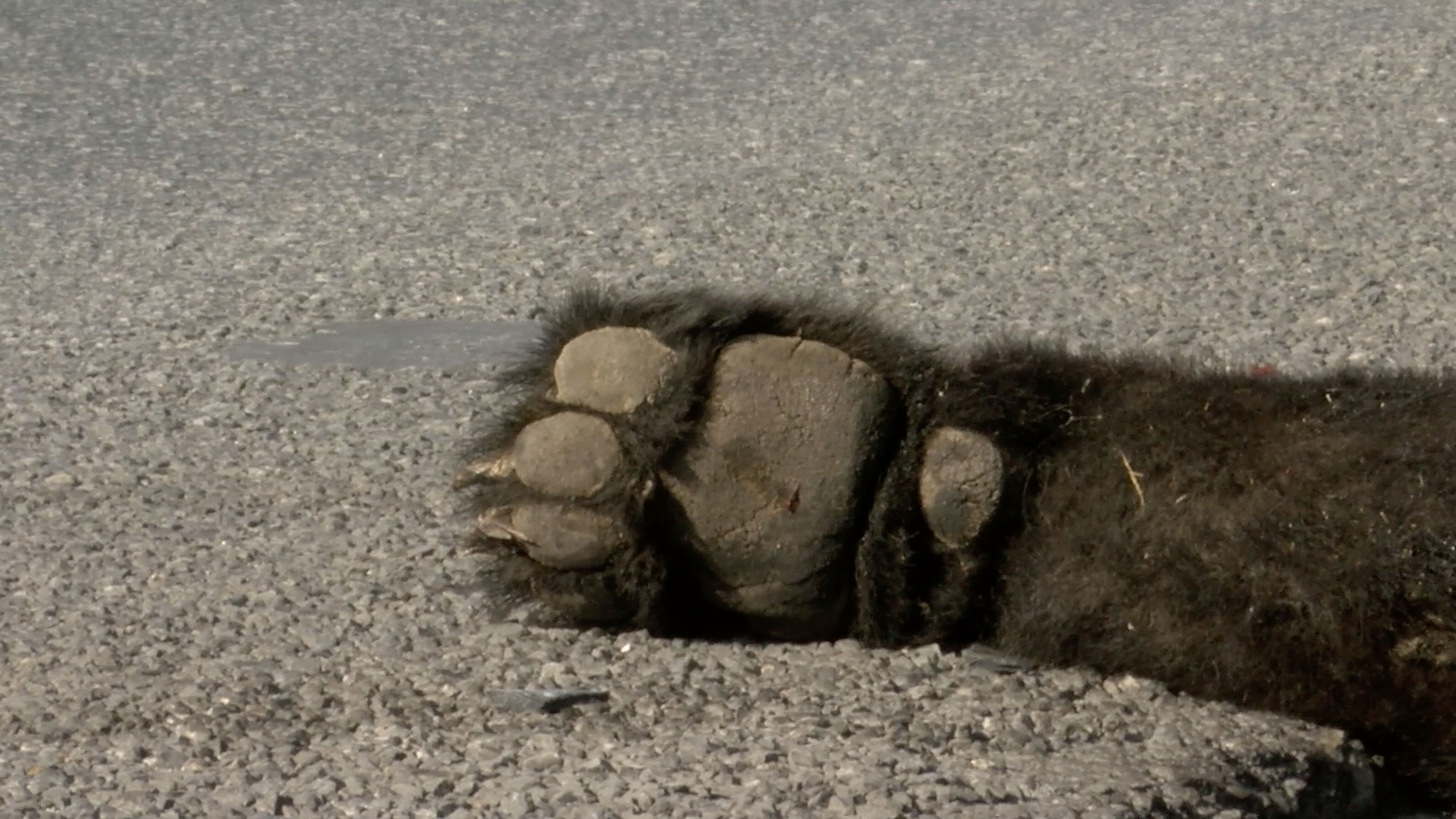 Oso Muere Arrollado en Carretera SaltilloZacatecas N+