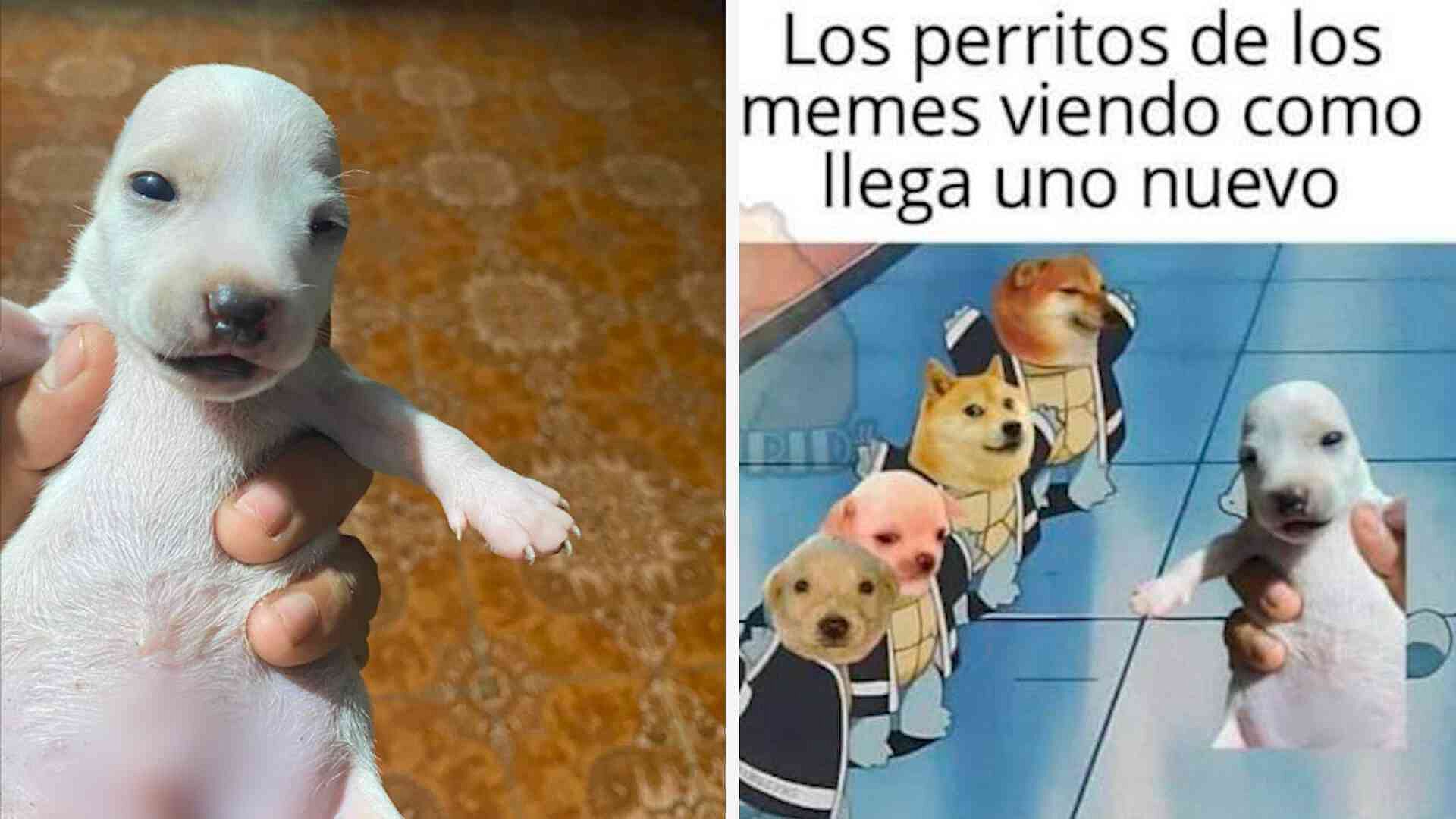 Perrito Pistola: Cachorro Sin Orejas Asciende como Nuevo Meme Mexicano | N+